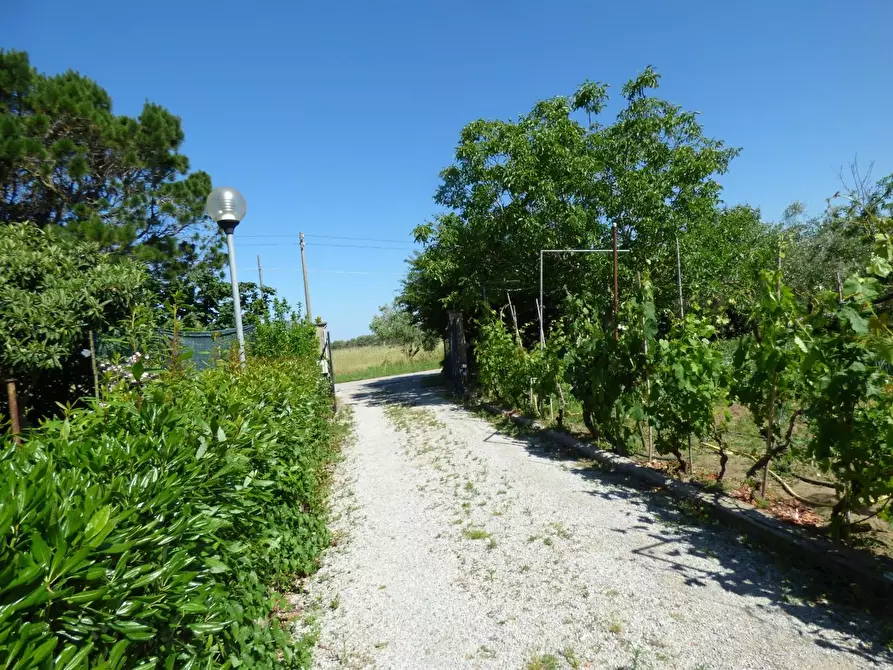 Immagine 6 di Casa colonica in vendita  a Campiglia Marittima