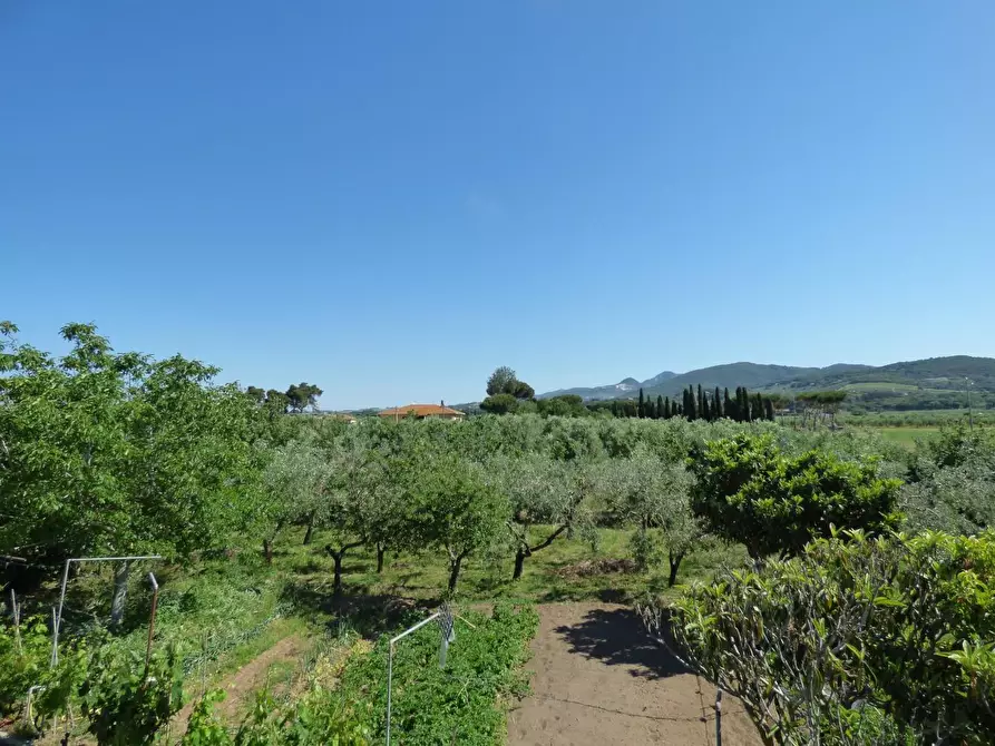 Immagine 22 di Casa colonica in vendita  a Campiglia Marittima