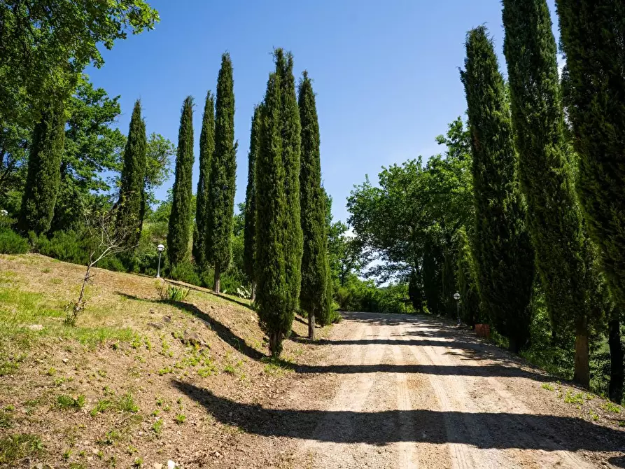 Immagine 52 di Casa colonica in vendita  a Sinalunga
