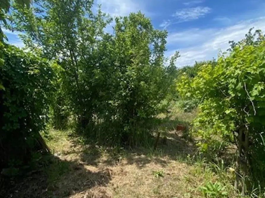 Immagine 25 di Appartamento in vendita  a Calcinaia