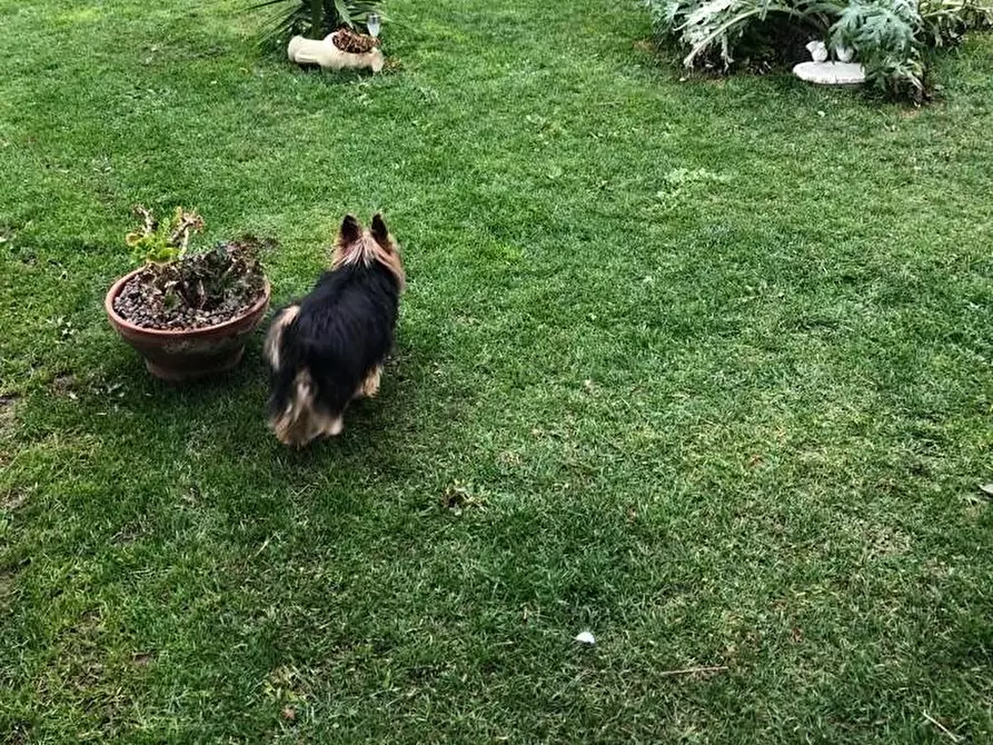 Immagine 2 di Casa bifamiliare in affitto  a Sarzana