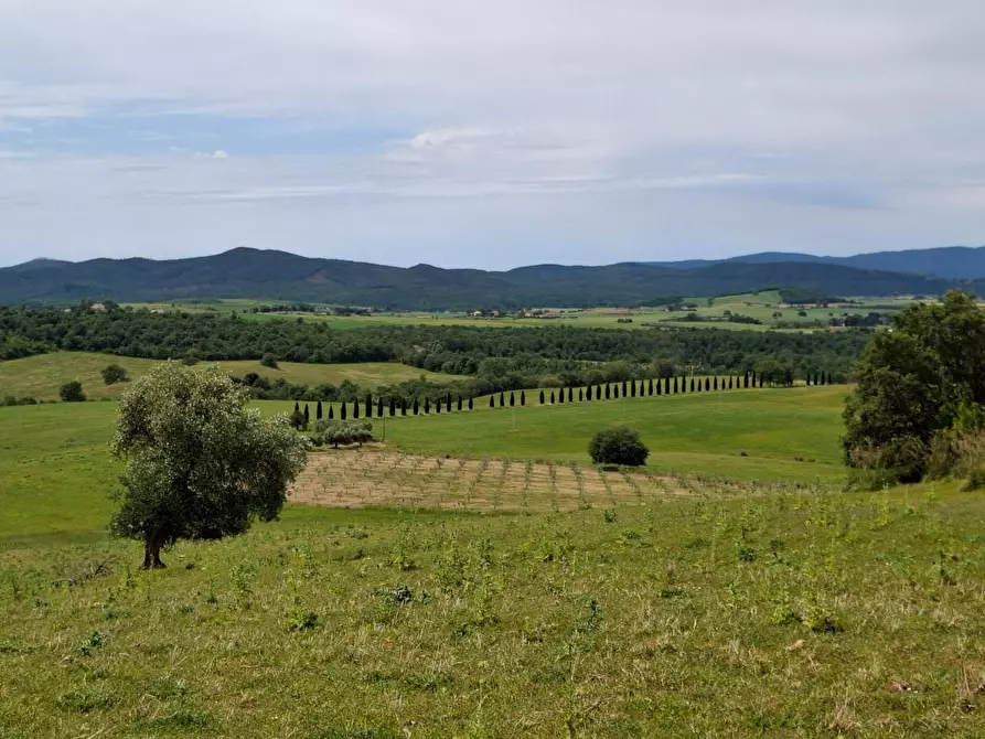 Immagine 4 di Terreno agricolo in vendita  a Manciano