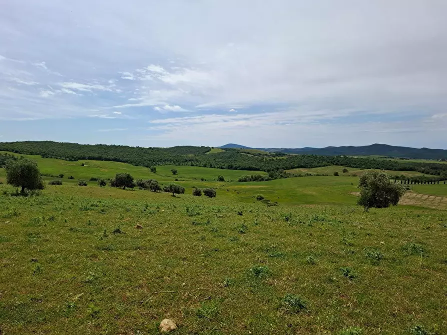 Immagine 3 di Terreno agricolo in vendita  a Manciano