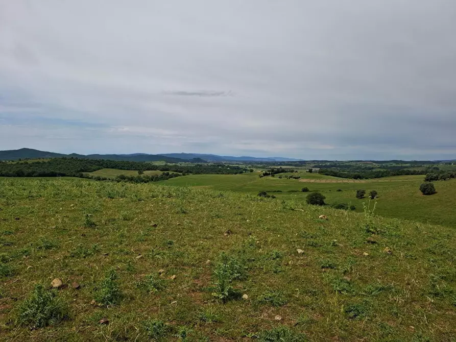 Immagine 2 di Terreno agricolo in vendita  a Manciano