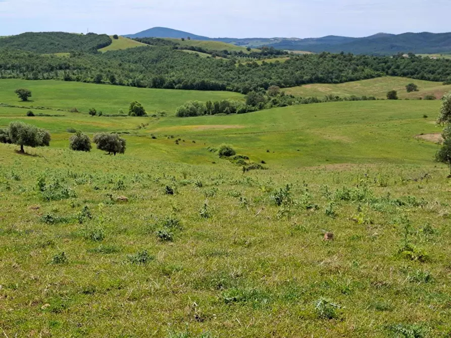 Immagine 1 di Terreno agricolo in vendita  a Manciano