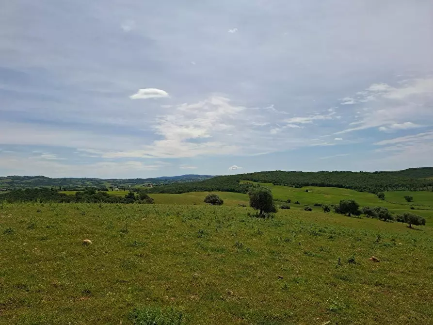 Immagine 3 di Terreno agricolo in vendita  a Manciano