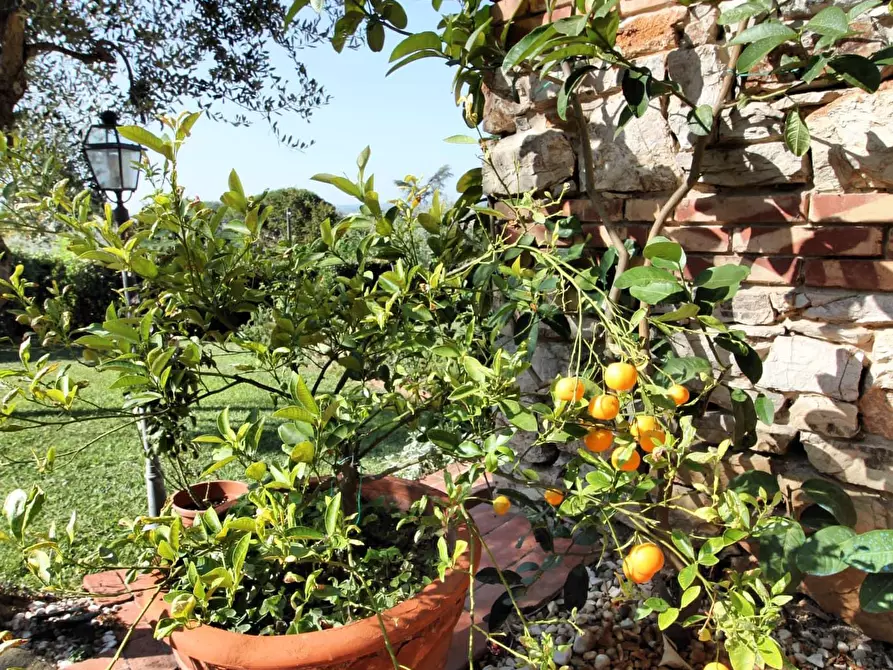 Immagine 8 di Villa in vendita  a Monsummano Terme