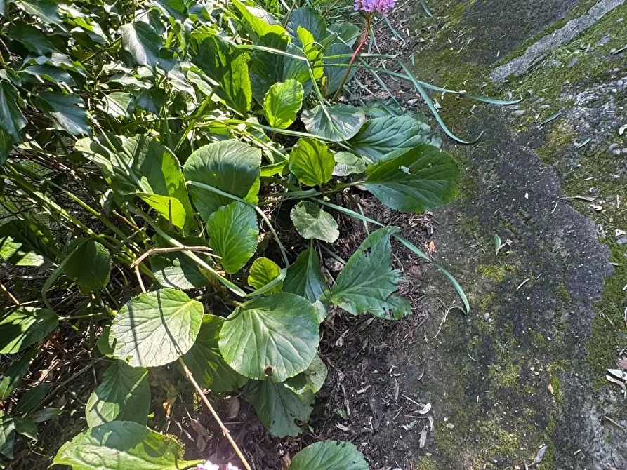 Immagine 33 di Villa in vendita  a Massa