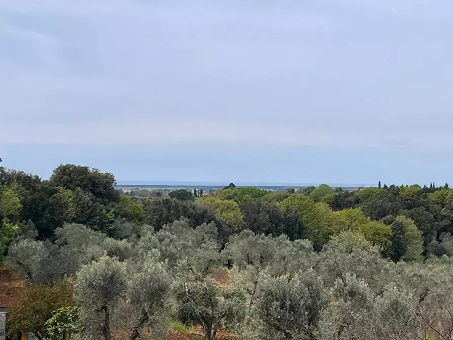 Immagine 32 di Appartamento in vendita  a Bibbona