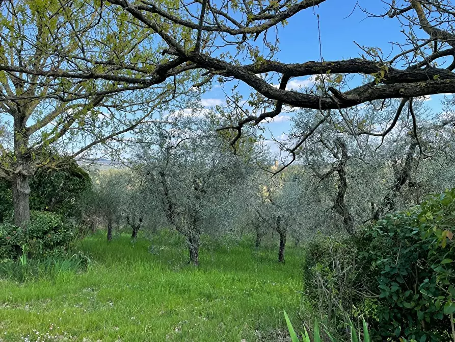 Immagine 7 di Villa in vendita  a Vinci