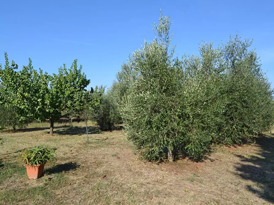 Immagine 10 di Loft/Open space in vendita  a Campiglia Marittima