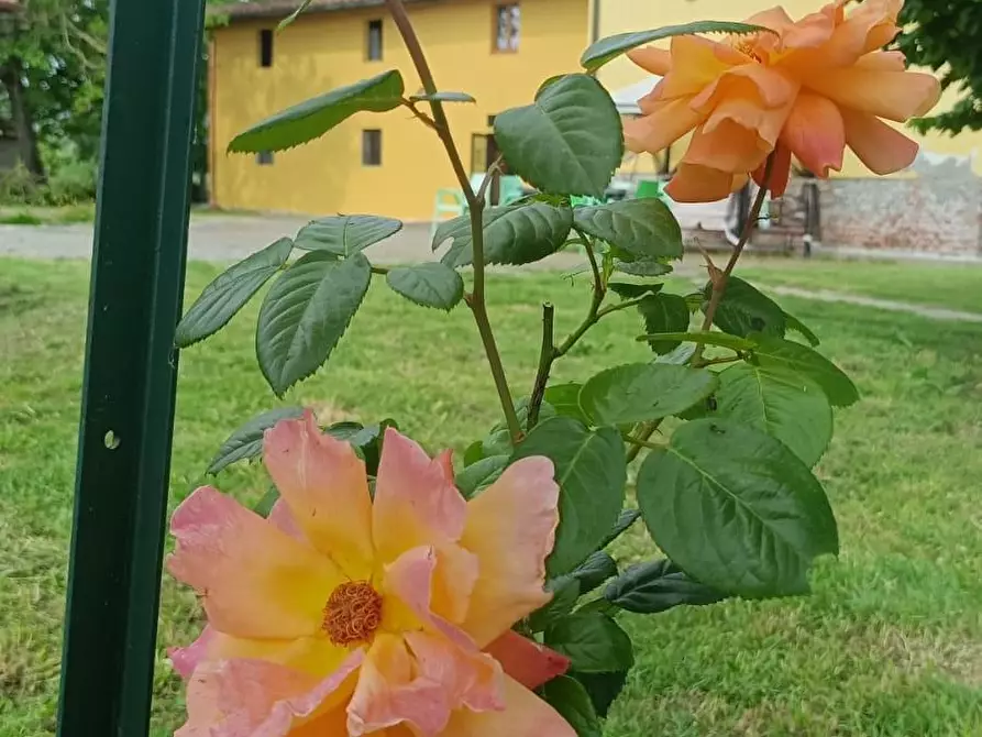 Immagine 31 di Appartamento in affitto  a Prato