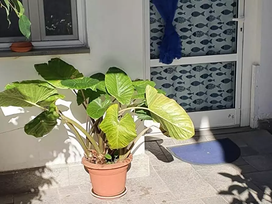 Immagine 7 di Casa bifamiliare in vendita  a Rosignano Marittimo