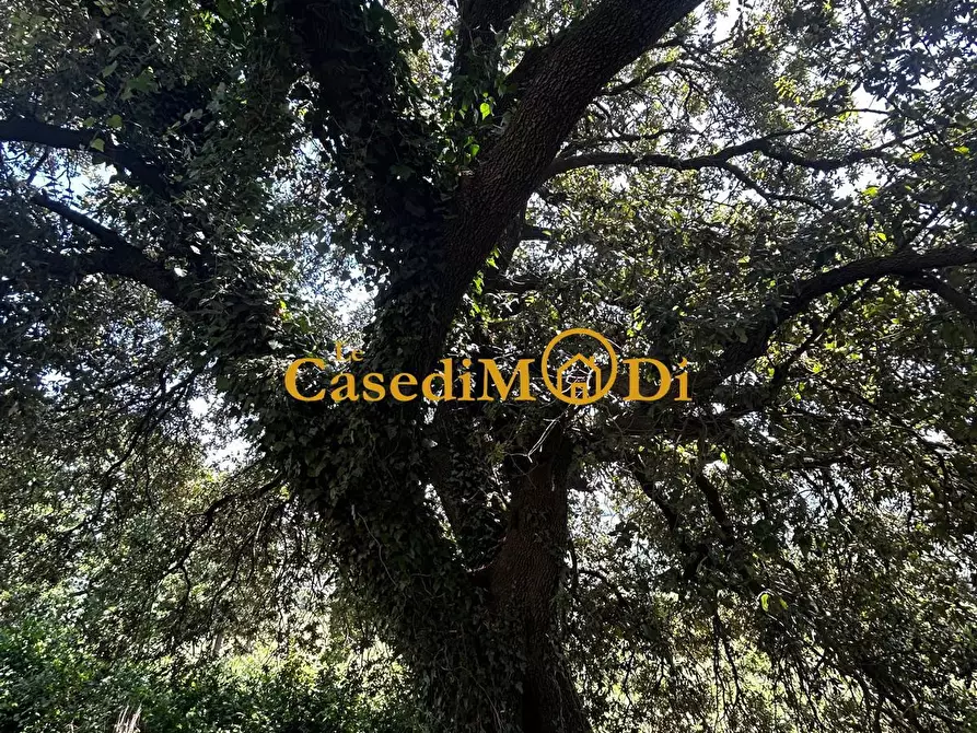 Immagine 17 di Casa colonica in vendita  a Chianni