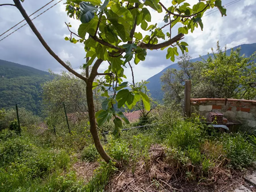 Immagine 31 di Terratetto in vendita  a Massa