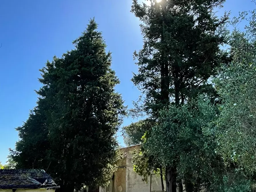 Immagine 19 di Azienda agricola in vendita  a Castelfiorentino