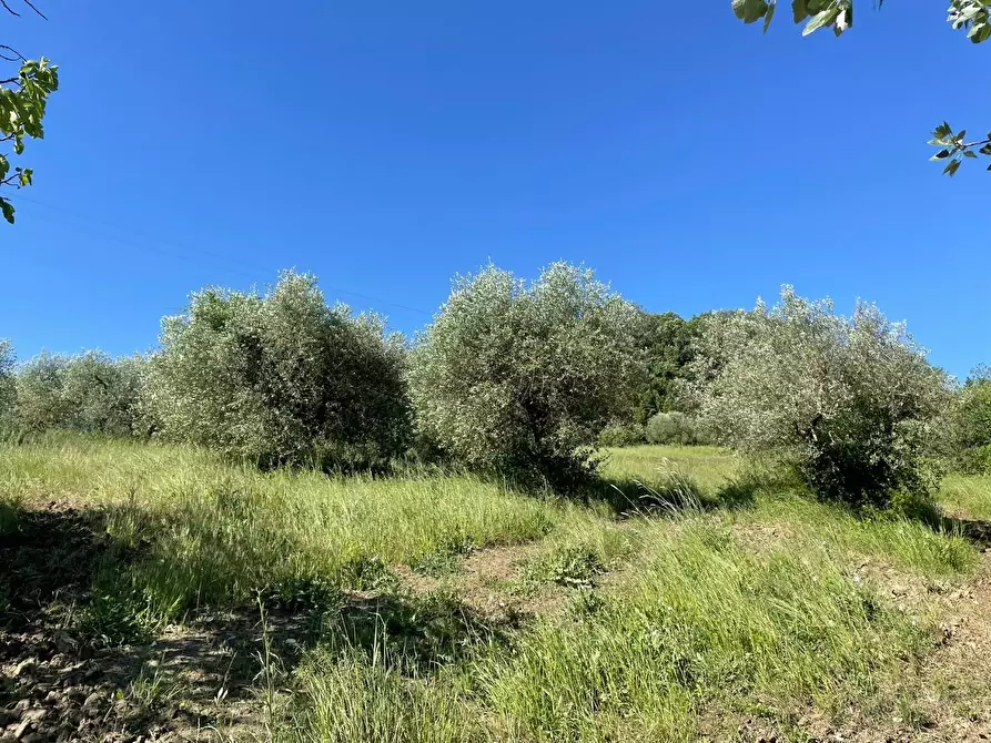 Immagine 8 di Azienda agricola in vendita  a Castelfiorentino
