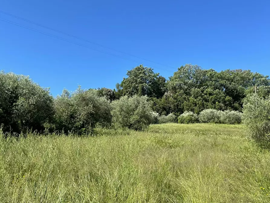 Immagine 21 di Azienda agricola in vendita  a Castelfiorentino