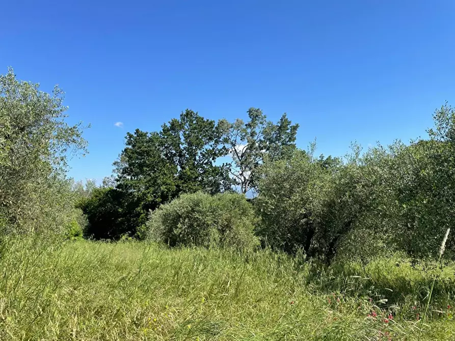 Immagine 26 di Azienda agricola in vendita  a Castelfiorentino