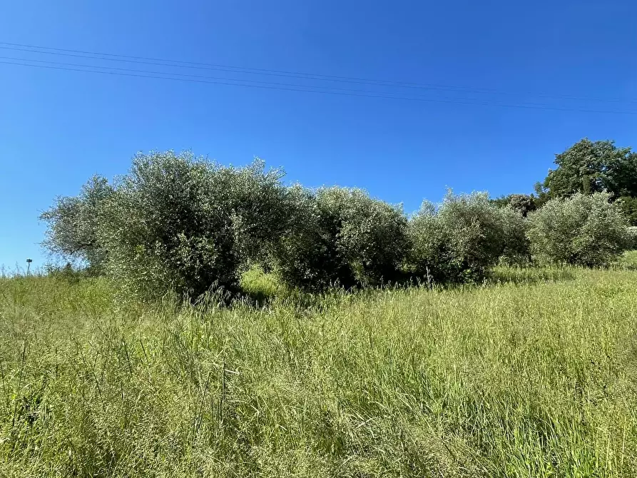 Immagine 6 di Azienda agricola in vendita  a Castelfiorentino