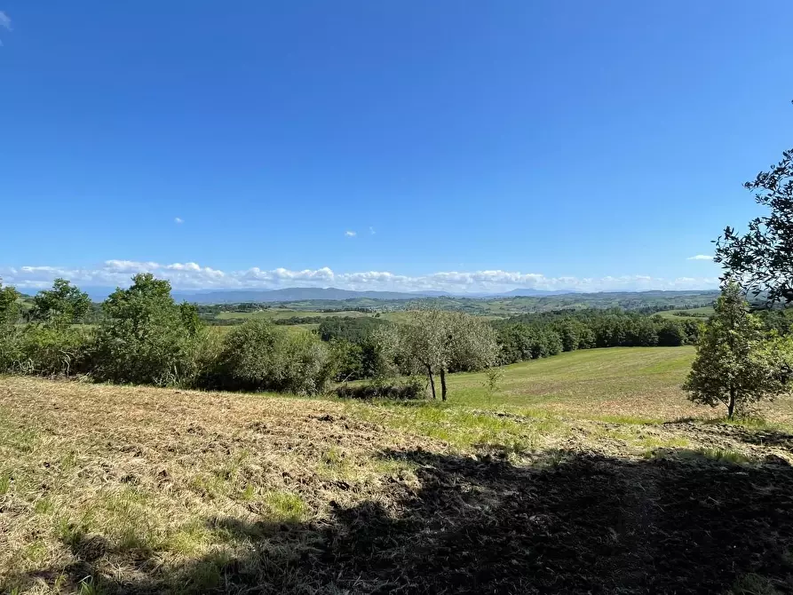 Immagine 38 di Azienda agricola in vendita  a Castelfiorentino