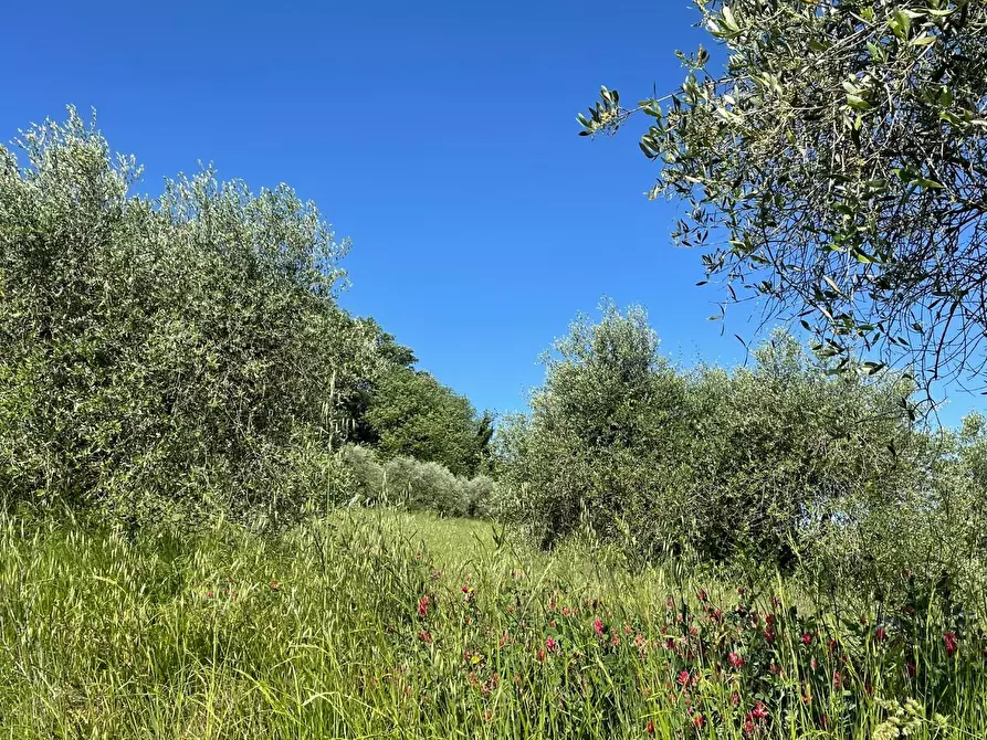 Immagine 28 di Azienda agricola in vendita  a Castelfiorentino