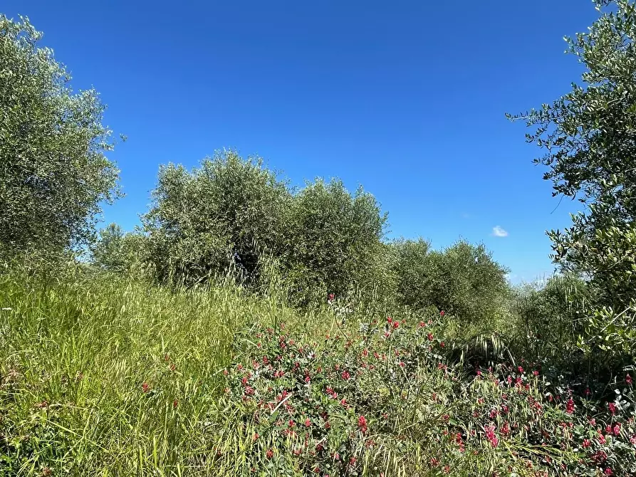 Immagine 27 di Azienda agricola in vendita  a Castelfiorentino