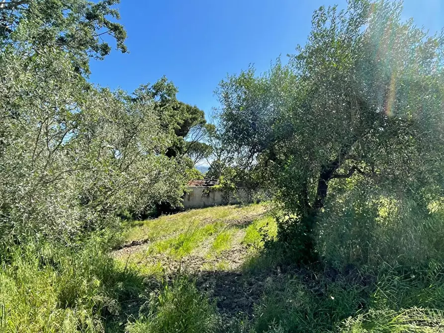 Immagine 23 di Azienda agricola in vendita  a Castelfiorentino