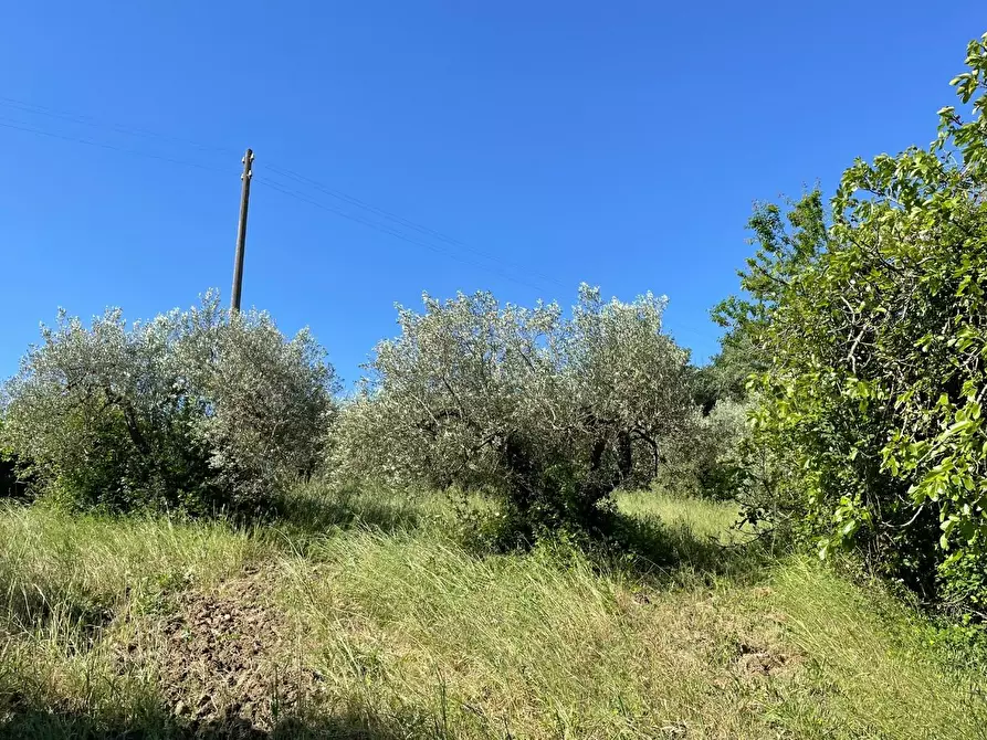 Immagine 20 di Azienda agricola in vendita  a Castelfiorentino