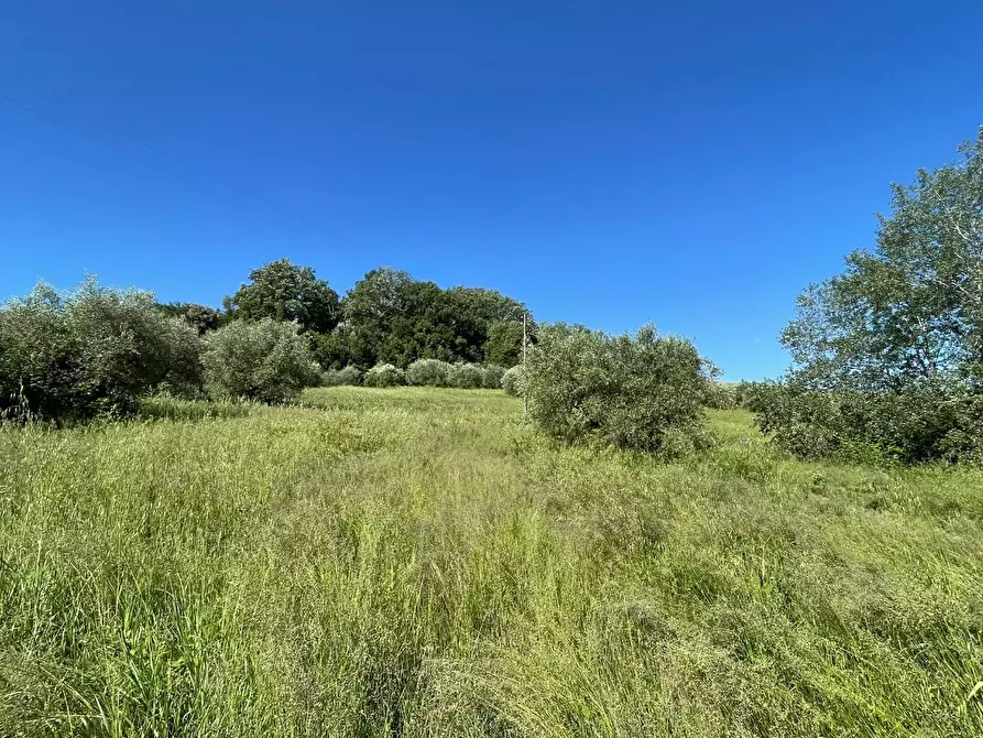 Immagine 22 di Azienda agricola in vendita  a Castelfiorentino
