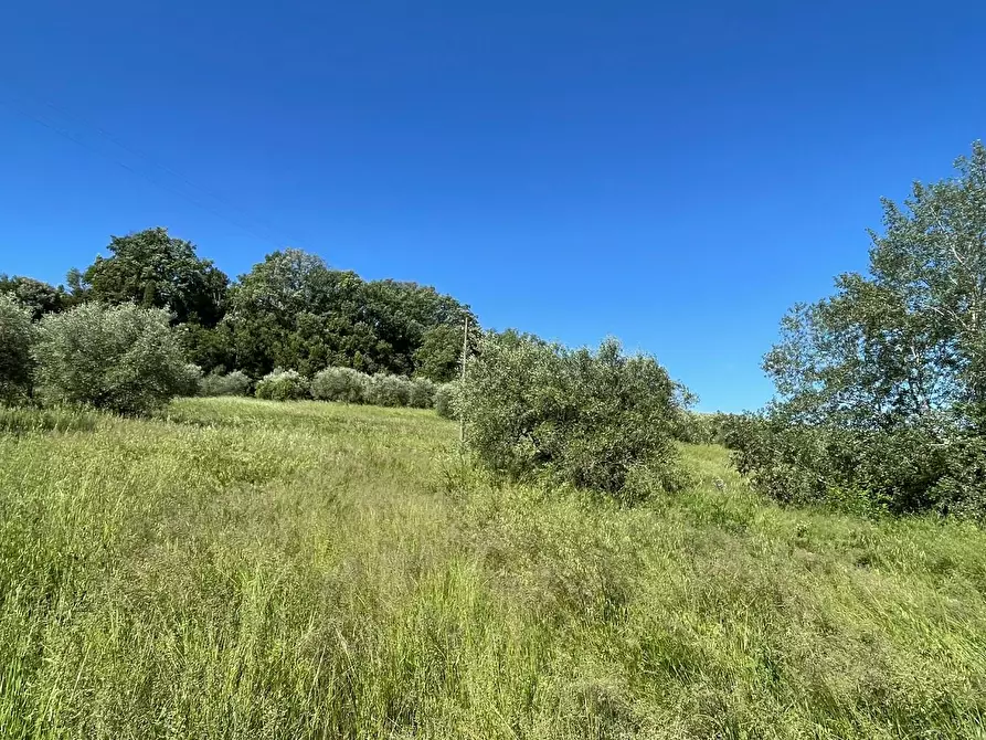 Immagine 7 di Azienda agricola in vendita  a Castelfiorentino
