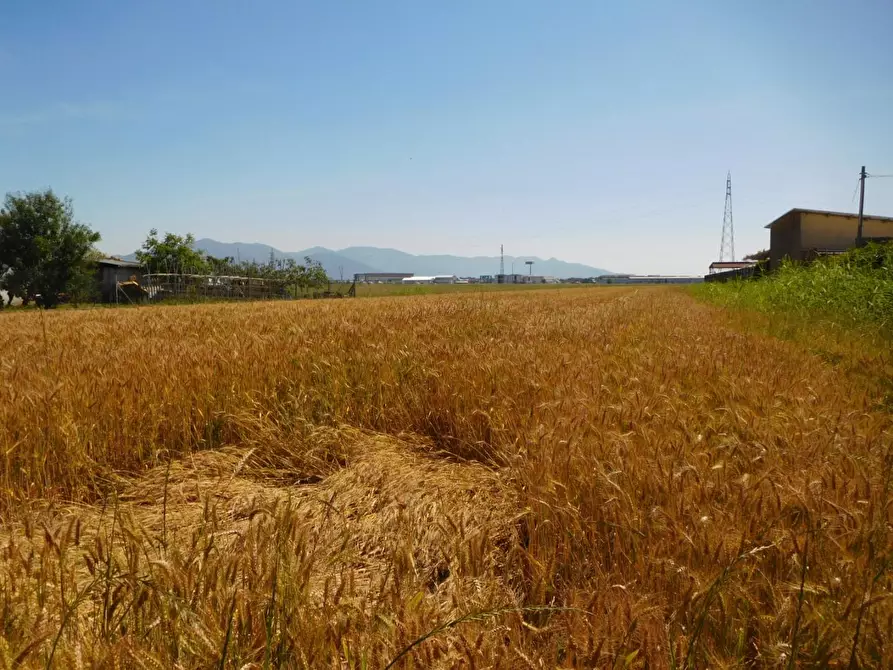 Immagine 1 di Terreno agricolo in vendita  a Pisa