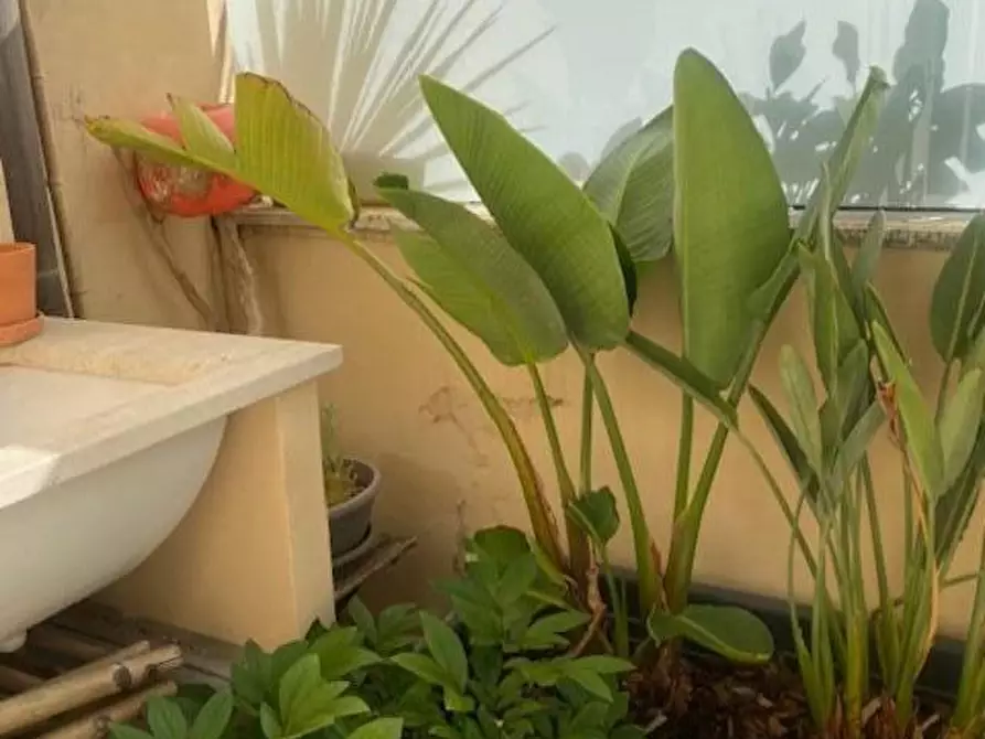 Immagine 21 di Appartamento in vendita  a Camaiore