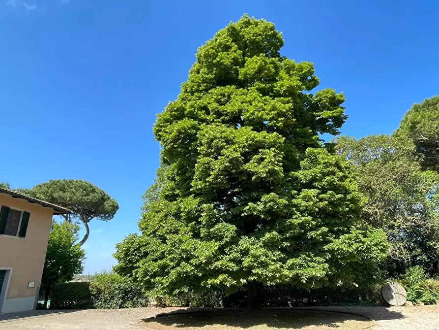 Immagine 83 di Azienda agricola in vendita  a San Miniato