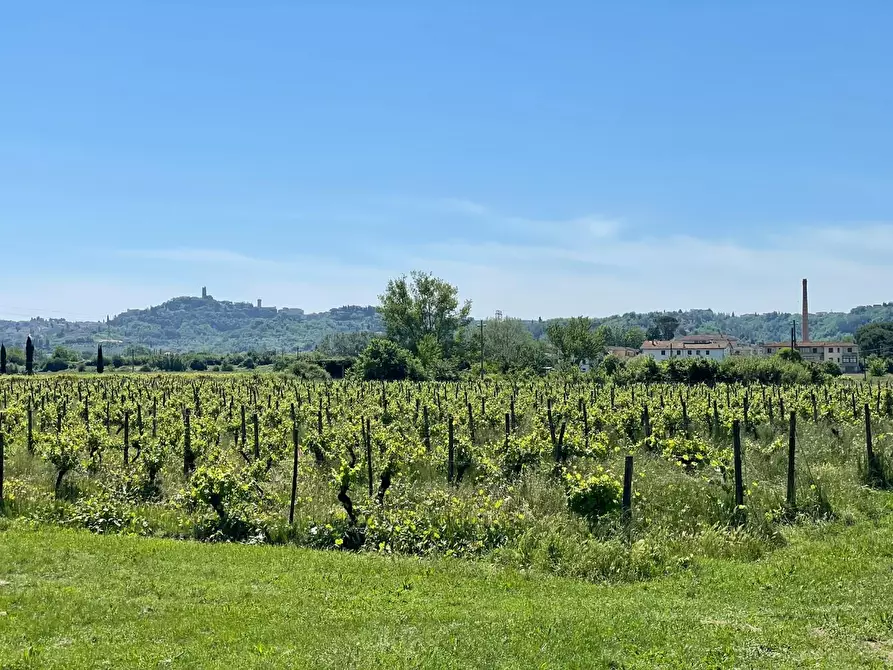 Immagine 2 di Azienda agricola in vendita  a San Miniato