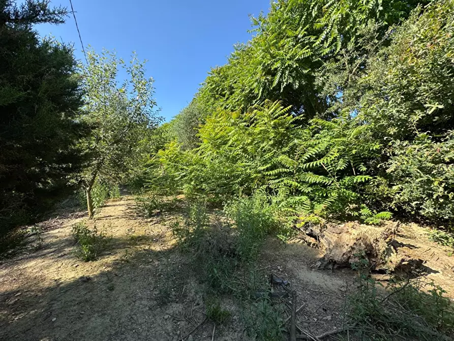 Immagine 16 di Casa colonica in vendita  a San Miniato