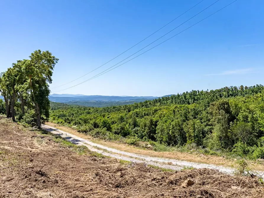 Immagine 11 di Villa in vendita  a Monteverdi Marittimo
