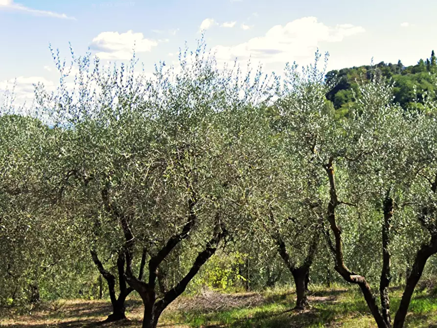 terreno agricolo in vendita a San Miniato