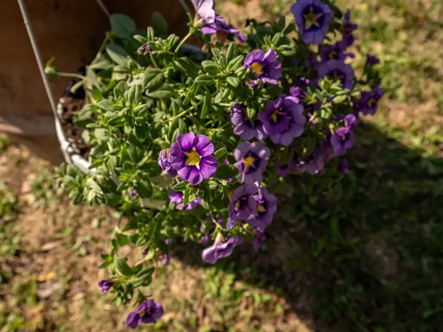 Immagine 82 di Porzione di casa in vendita  a Casciana Terme Lari