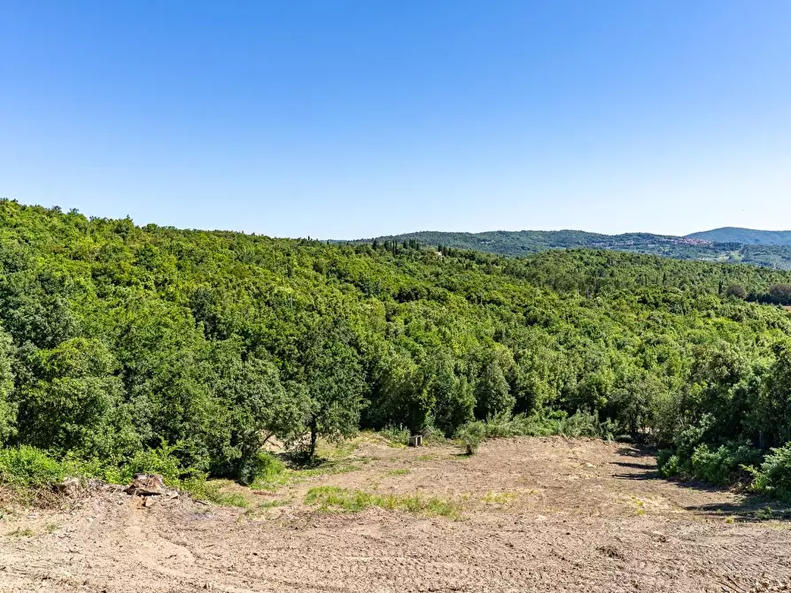 Immagine 12 di Casa colonica in vendita  a Monteverdi Marittimo