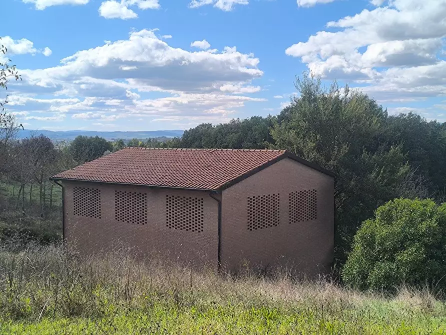 Immagine 2 di Casa colonica in vendita  a Siena