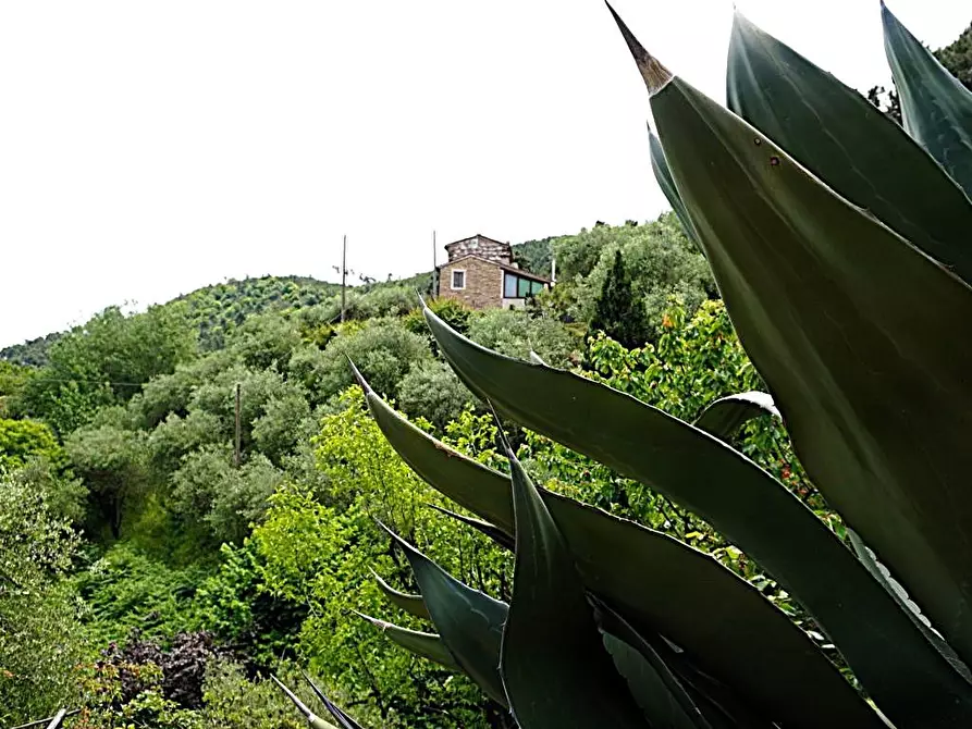 Immagine 2 di Rustico / casale in vendita  a Capannori