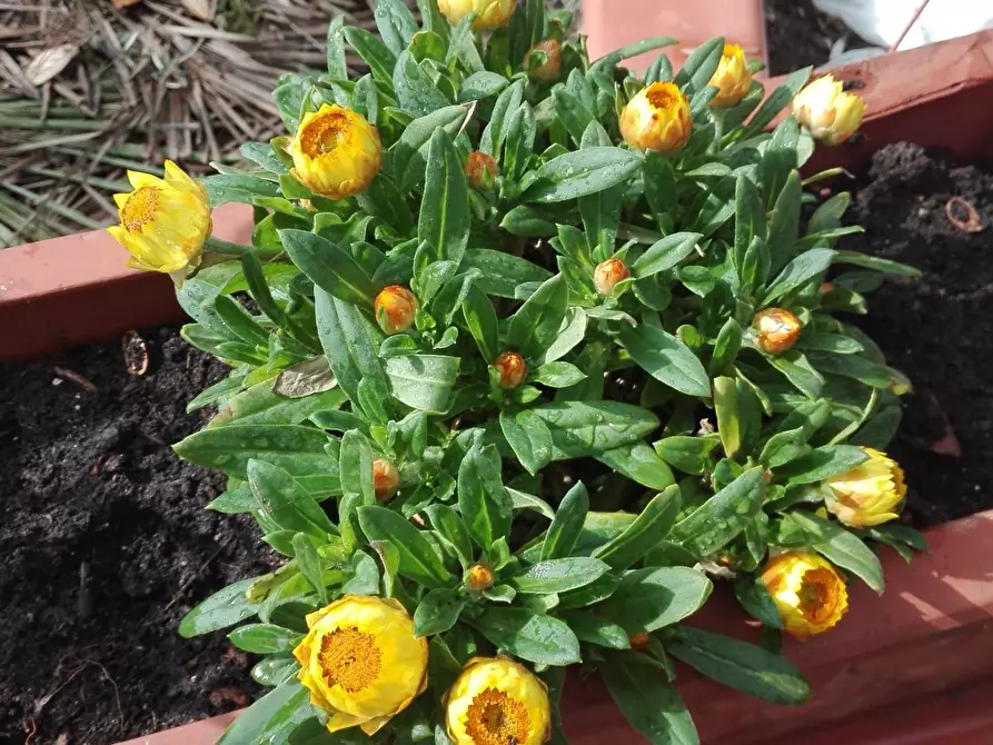 Immagine 9 di Terreno agricolo in vendita  a Carrara