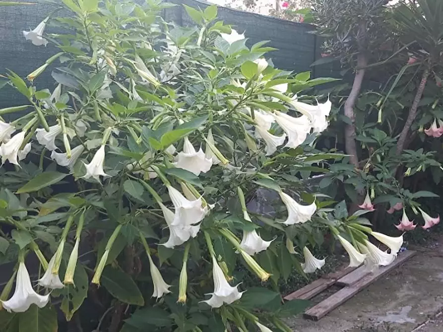 Immagine 2 di Terreno agricolo in vendita  a Carrara