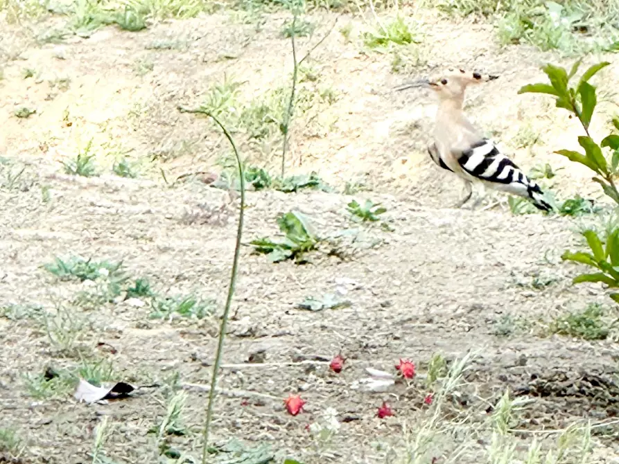 Immagine 27 di Casa semindipendente in vendita  a Altopascio