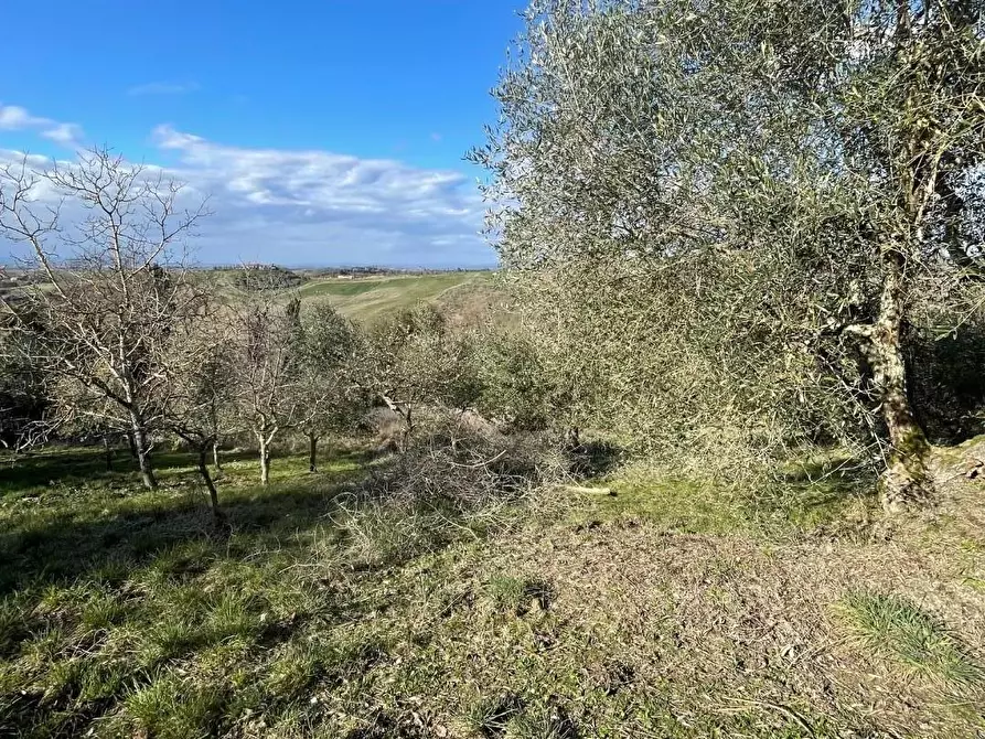 Immagine 4 di Porzione di casa in vendita  a Montalcino