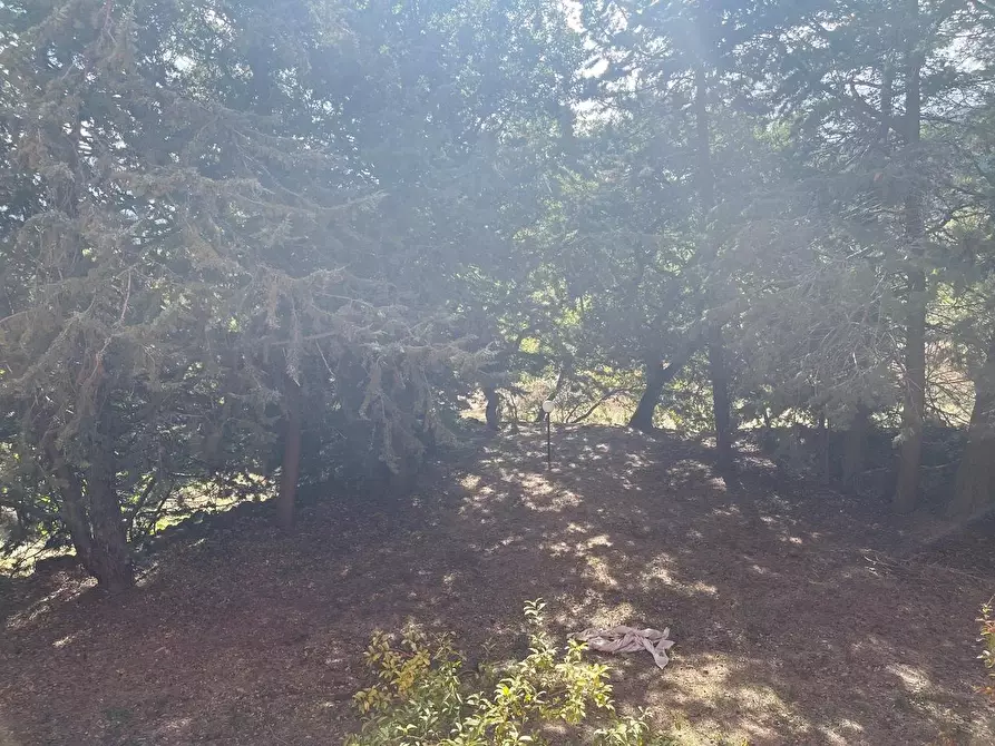 Immagine 52 di Casa colonica in vendita  a Arcidosso