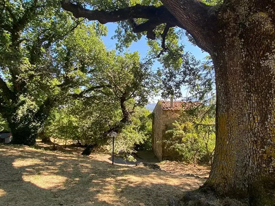 Immagine 7 di Casa colonica in vendita  a Arcidosso
