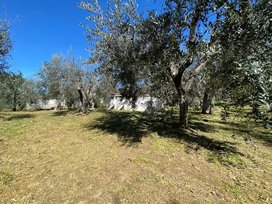 Immagine 4 di Terratetto in vendita  a Montelupo Fiorentino