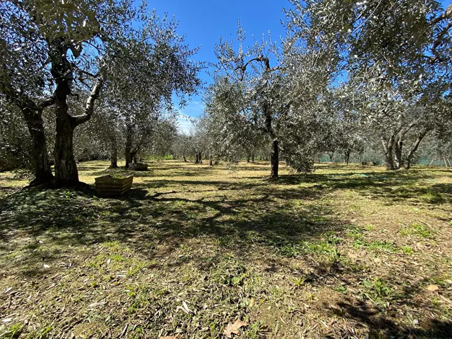 Immagine 2 di Terratetto in vendita  a Montelupo Fiorentino